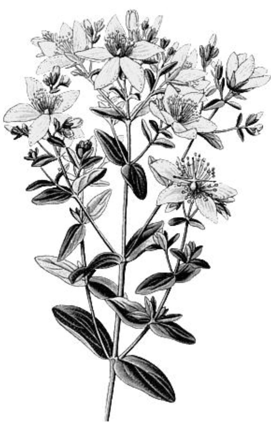 Hipérico, la planta que ahuyenta la depresión