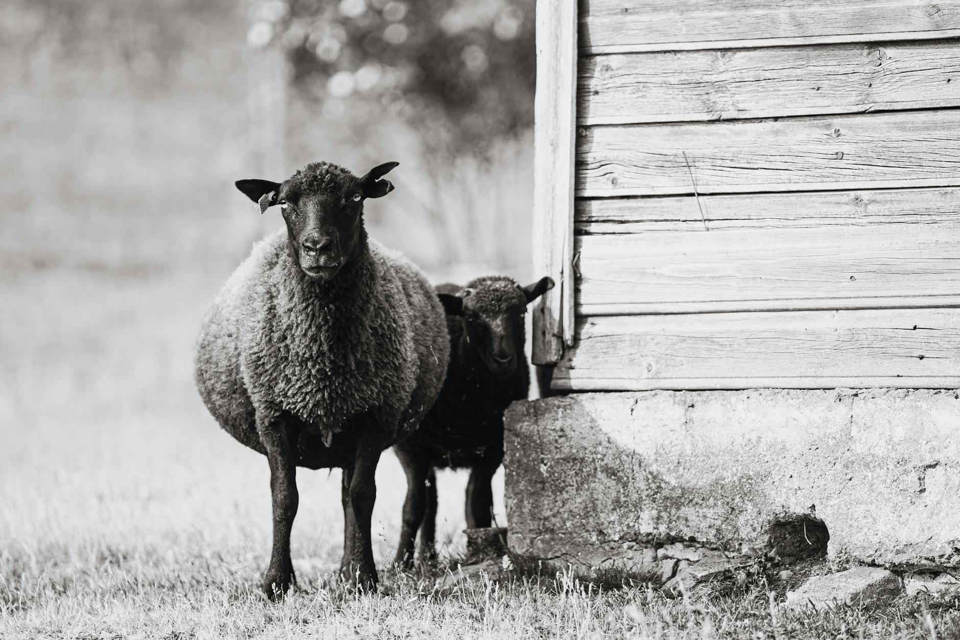 Las ovejas negras no son siempre las malas… sino las necesarias: El valor de ser diferente