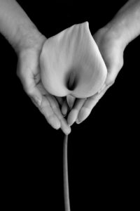 person holding anthurium