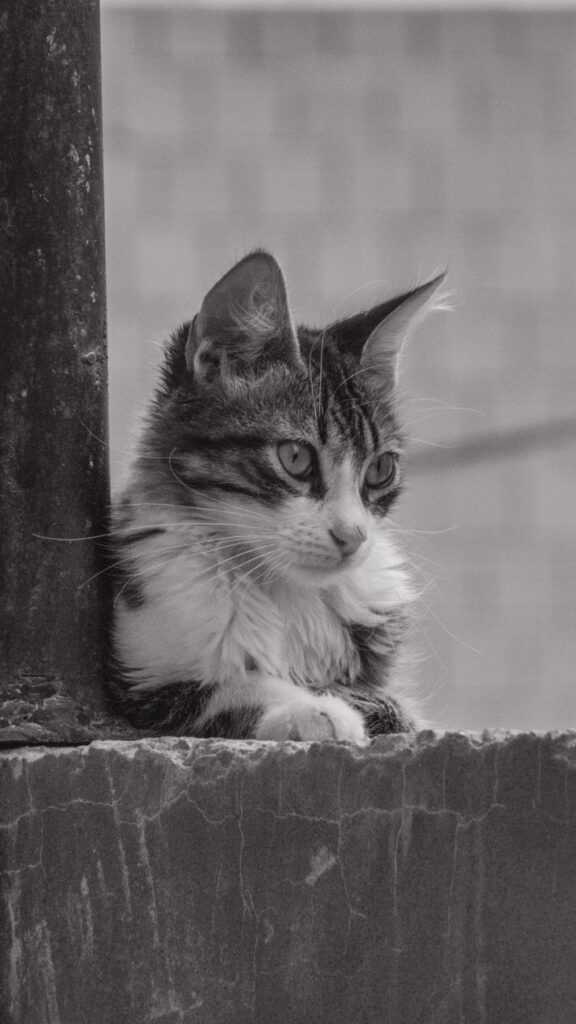 cat lying down on wall