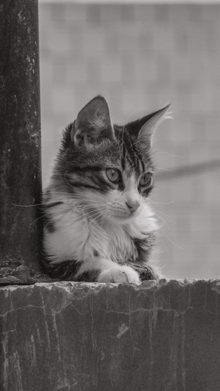 cat lying down on wall
